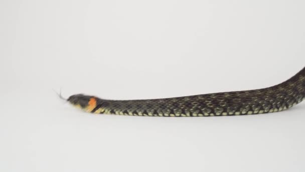 Snake Viper White Background — Stock Video