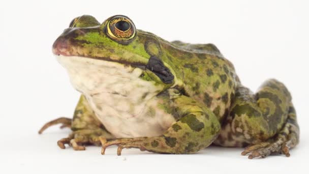 화면에 고립된 두꺼비 개구리 — 비디오