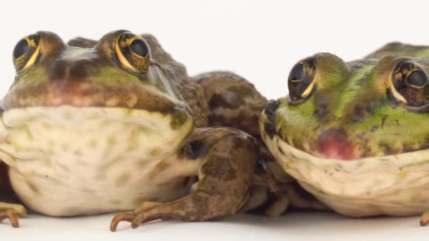 Grenouille Crapaud Isolé Sur Fond Blanc — Video