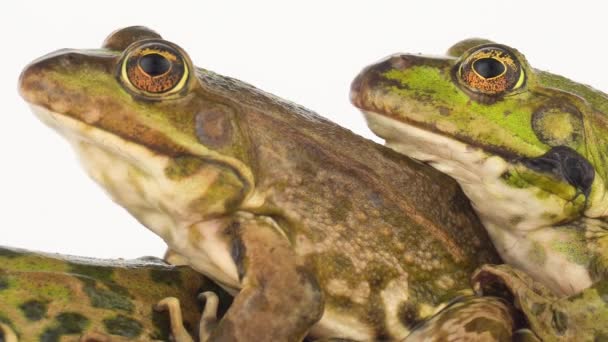 Grenouille Crapaud Isolé Sur Fond Blanc — Video