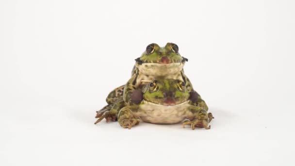 Žába Žába Izolované Bílém Pozadí Obrazovky — Stock video