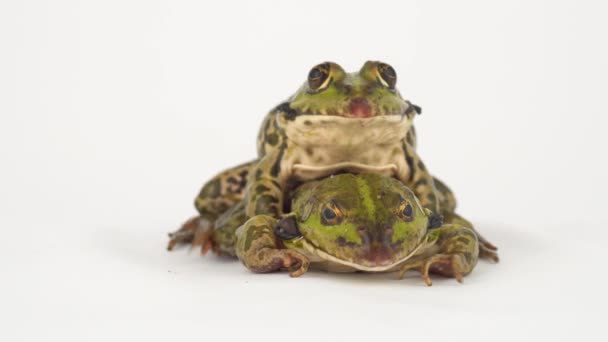 Grenouille Crapaud Isolé Sur Fond Blanc — Video