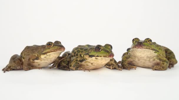 화면에 고립된 두꺼비 개구리 — 비디오