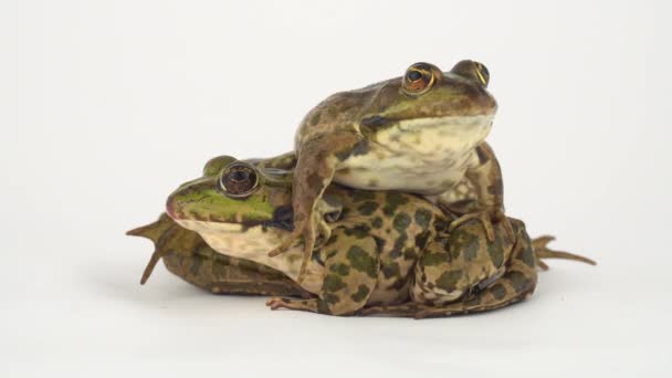 Grenouille Crapaud Isolé Sur Fond Blanc — Video