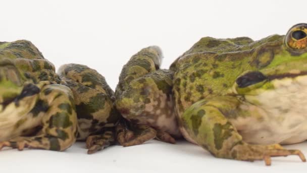 Grenouille Crapaud Isolé Sur Fond Blanc — Video