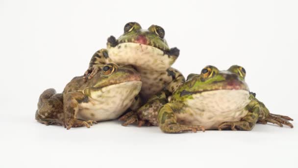 Grenouille Crapaud Isolé Sur Fond Blanc — Video