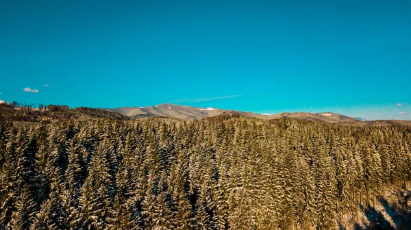 Floresta Coníferas Dos Cárpatos Inverno Montanha Gama Vídeo Fotografia Aérea — Fotografia de Stock