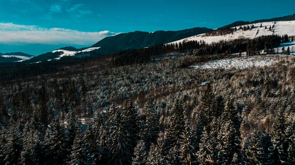 Зимовий Карпатський Хвойний Ліс Відеозйомка Гірському Хребті — стокове фото