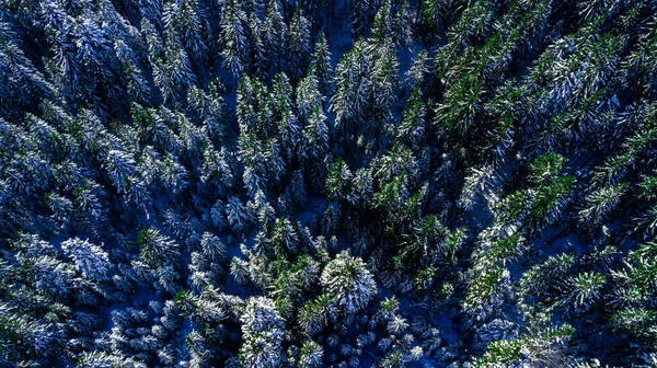 Nadelwald Wald Berg Karpaten Luftaufnahmen Schnee — Stockfoto