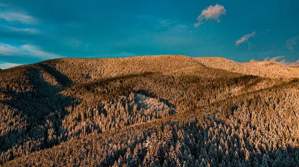 Inverno Das Montanhas Dos Cárpatos Floresta Coníferas Neve Pôr Sol — Fotografia de Stock