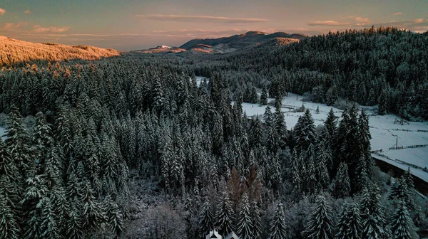 喀尔巴阡山脉冬季 夕阳西下的针叶林 — 图库照片