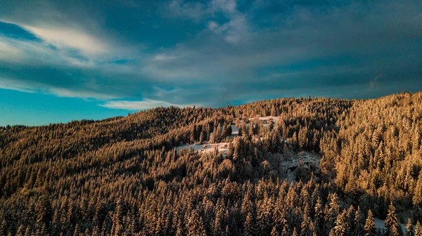 Inverno Das Montanhas Dos Cárpatos Floresta Coníferas Neve Pôr Sol — Fotografia de Stock