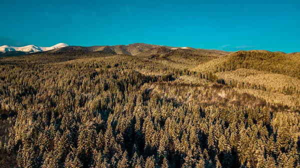 Floresta Coníferas Dos Cárpatos Inverno Montanha Gama Vídeo Fotografia Aérea — Fotografia de Stock