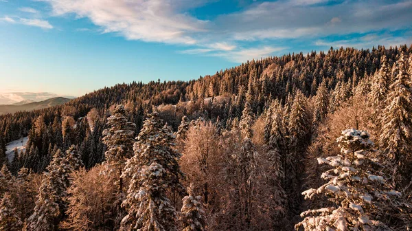 Carpathian Mountains Winter Snow Coniferous Forest Sunset — Stock Photo, Image