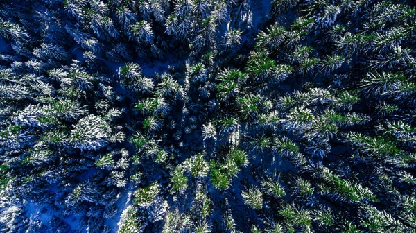 Хвойные Сосновые Леса Горы Карпаты Аэрофотосъемка Снег — стоковое фото