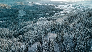 Karpat dağları kışı. Gün batımında kar kozalaklı orman.