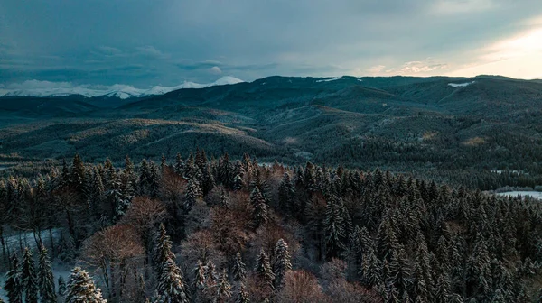 Karpat Dağları Kışı Gün Batımında Kar Kozalaklı Orman — Stok fotoğraf