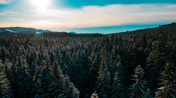 Floresta Coníferas Dos Cárpatos Inverno Montanha Gama Vídeo Fotografia Aérea — Fotografia de Stock