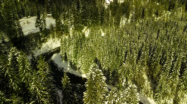 Nadelwald Wald Berg Karpaten Luftaufnahmen Schnee — Stockfoto