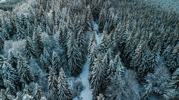 Καρπάθια Βουνά Χειμώνα Δάσος Κωνοφόρων Χιονιού Κατά Δύση Του Ηλίου — Φωτογραφία Αρχείου