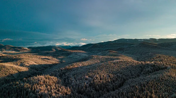 Montañas Cárpatas Invierno Bosque Coníferas Nieve Atardecer — Foto de Stock