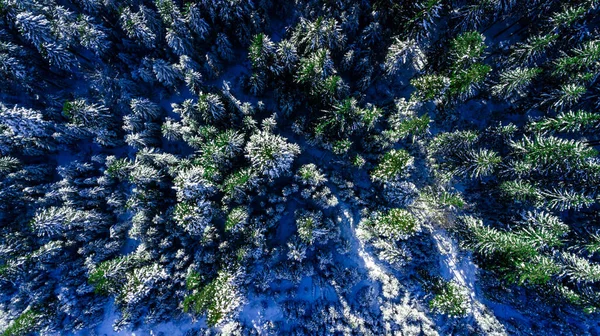 Floresta Pinheiros Coníferas Montanha Cárpatos Fotos Aéreas Neve — Fotografia de Stock