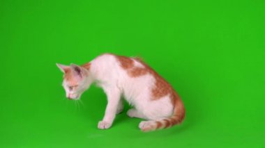 Beyaz-kırmızı kedi yavrusu yeşil arka plan ekranında oynuyor.