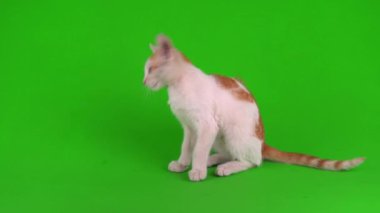 Beyaz-kırmızı kedi yavrusu yeşil arka plan ekranında oynuyor.