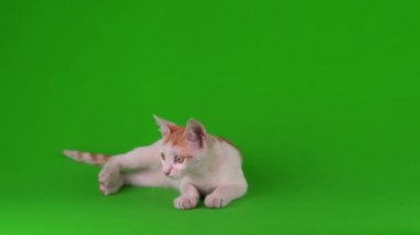 Beyaz-kırmızı kedi yavrusu yeşil arka plan ekranında oynuyor.