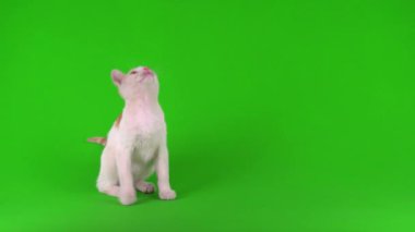Beyaz-kırmızı kedi yavrusu yeşil arka plan ekranında oynuyor.