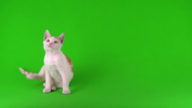 Beyaz-kırmızı kedi yavrusu yeşil arka plan ekranında oynuyor.