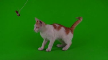 Beyaz-kırmızı kedi yavrusu yeşil arka plan ekranında oynuyor.