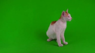 Beyaz-kırmızı kedi yavrusu yeşil arka plan ekranında oynuyor.