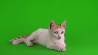 Beyaz-kırmızı kedi yavrusu yeşil arka plan ekranında oynuyor.