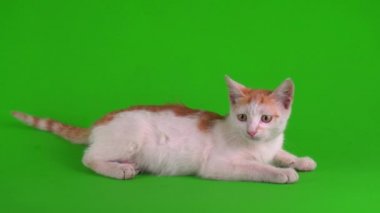 Beyaz-kırmızı kedi yavrusu yeşil arka plan ekranında oynuyor.