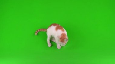 Beyaz-kırmızı kedi yavrusu yeşil arka plan ekranında oynuyor.
