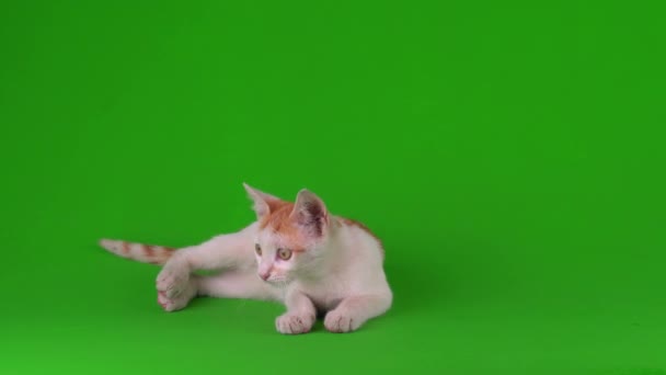 Blanco Rojo Gato Gatito Juega Verde Fondo Pantalla — Vídeos de Stock