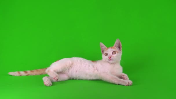 Biało Czerwony Kot Kotek Gra Zielonym Tle Ekranu — Wideo stockowe