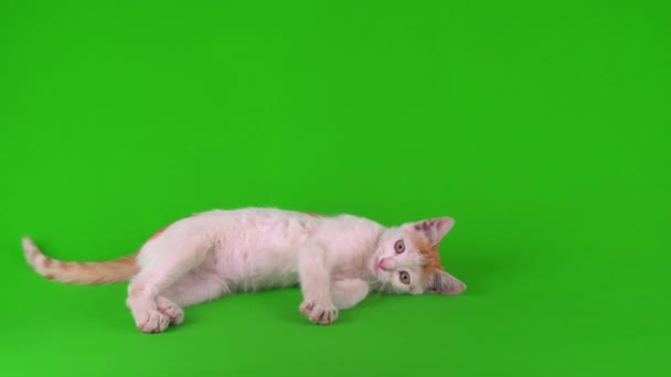 Blanco Rojo Gato Gatito Juega Verde Fondo Pantalla — Vídeo de stock