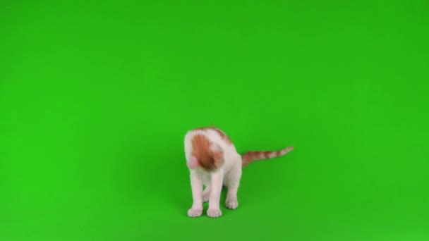 Άσπρο Κόκκινο Γατάκι Παίζει Μια Πράσινη Οθόνη Φόντου — Αρχείο Βίντεο