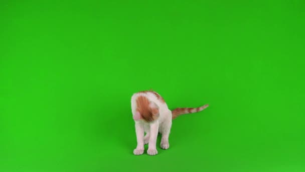 Blanco Rojo Gato Gatito Juega Verde Fondo Pantalla — Vídeos de Stock