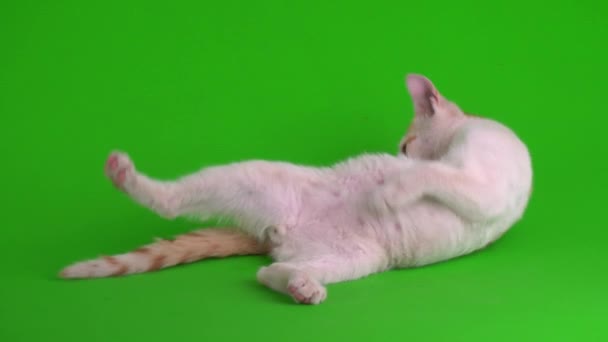Vit Röd Katt Kattunge Spelar Grön Bakgrundsskärm — Stockvideo