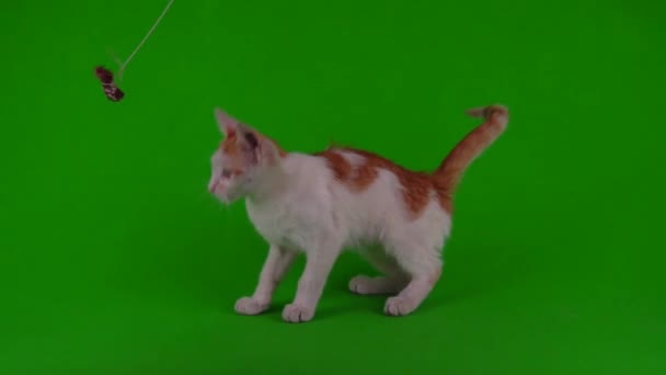 Белый Красный Котенок Играет Зеленом Фоне — стоковое видео