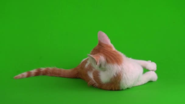 Wit Rode Kat Kitten Speelt Een Groene Achtergrond Scherm — Stockvideo