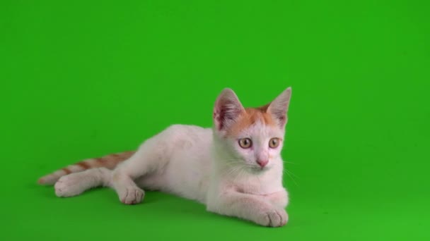 Gatinho Gato Branco Vermelho Joga Uma Tela Fundo Verde — Vídeo de Stock