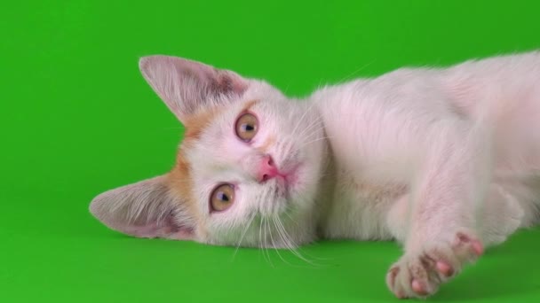 白い猫の子猫が緑の背景画面で再生されます — ストック動画