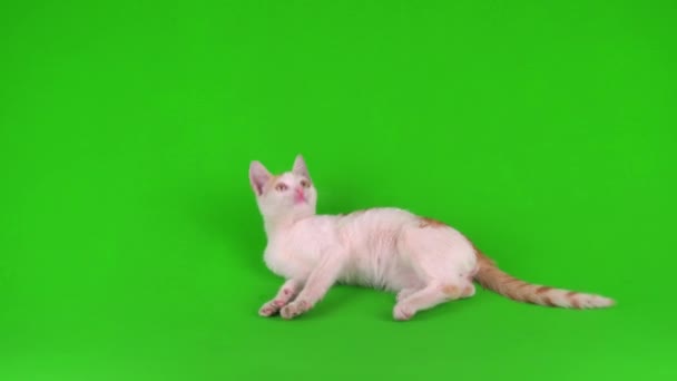 White Red Cat Kitten Plays Green Background Screen — Stock Video