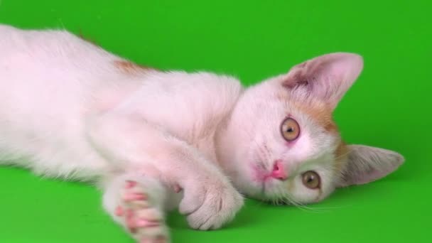 Gatinho Gato Branco Vermelho Joga Uma Tela Fundo Verde — Vídeo de Stock