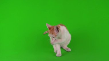 Beyaz-kırmızı kedi yavrusu yeşil arka plan ekranında oynuyor.