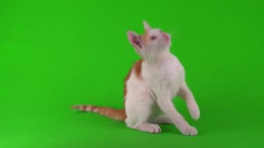 Beyaz-kırmızı kedi yavrusu yeşil arka plan ekranında oynuyor.